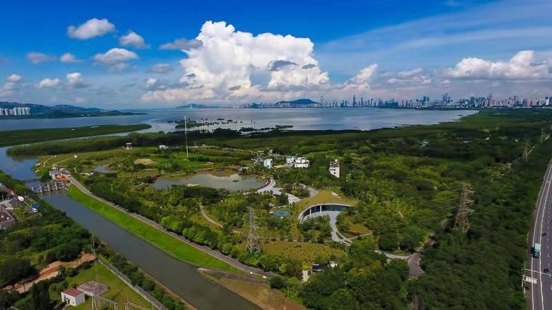 紅樹林.jpg 紅樹林.jpg